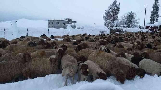 Çadırlar ve çatılar çöktü hayvanlar telef oldu