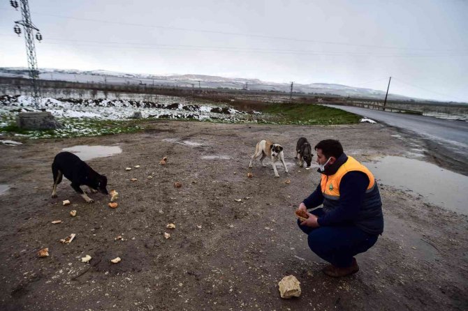 Kar yağışında sokak hayvanlarını unutmadı