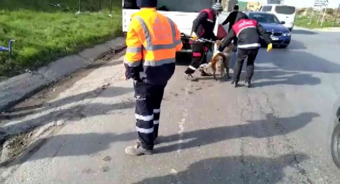 Kuyuda mahsur kalan köpek kurtarıldı