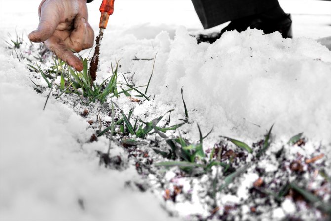 Konya'da kar yağışı çiftçiler kadar besicileri de sevindirdi