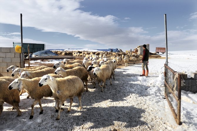 Konya'da kar yağışı çiftçiler kadar besicileri de sevindirdi