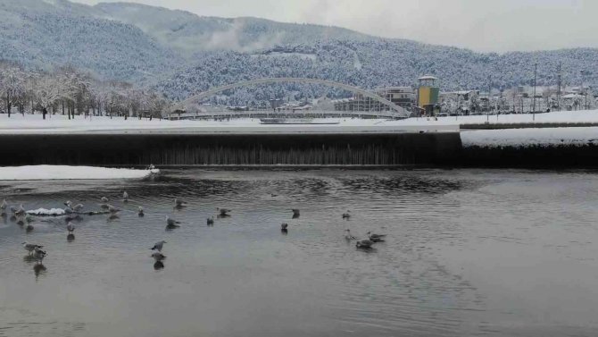 Buz tutan deredeki martıların kar banyosu drone ile görüntülendi