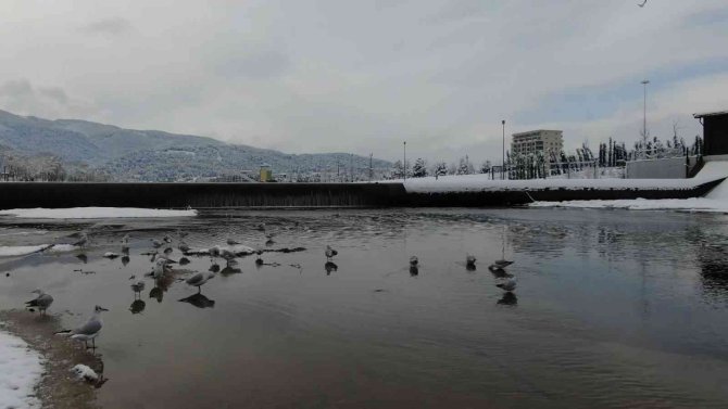 Buz tutan deredeki martıların kar banyosu drone ile görüntülendi