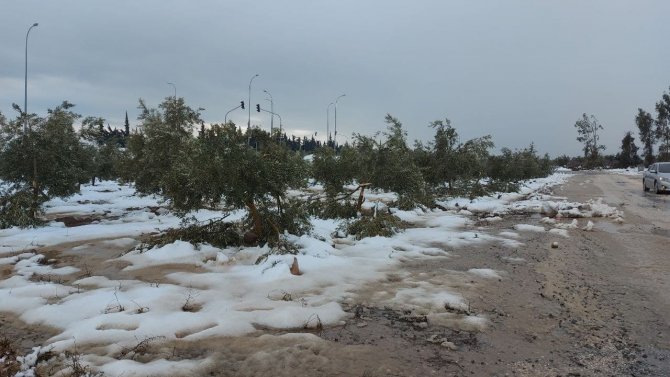 Kar zeytin ağaçlarının dallarını kırdı