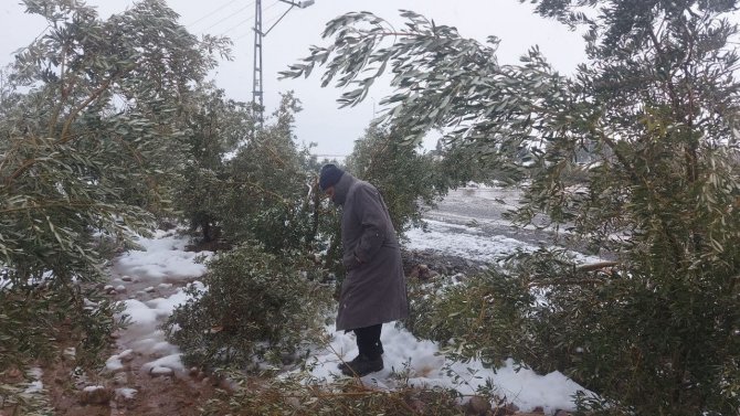 Kar zeytin ağaçlarının dallarını kırdı