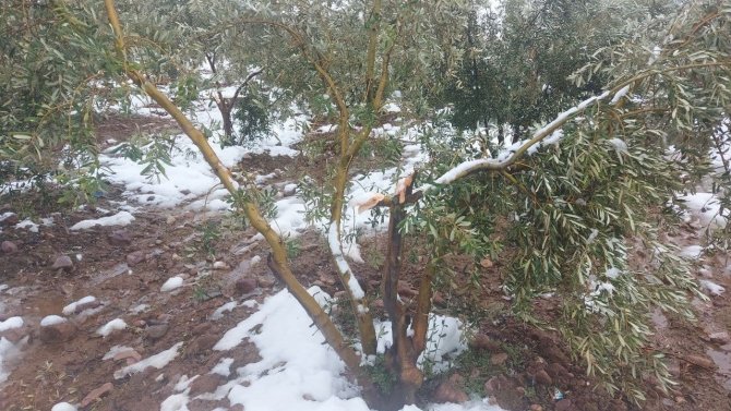 Kar zeytin ağaçlarının dallarını kırdı