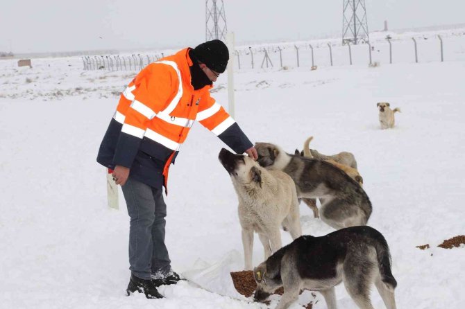 Konya Büyükşehir ağır kış şartlarında sahipsiz hayvanların da yanında