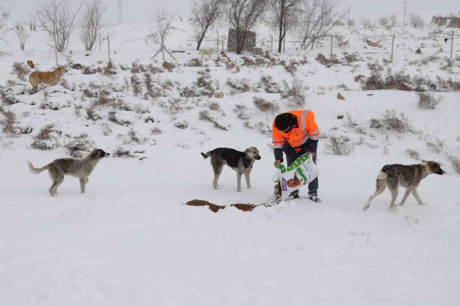 Konya Büyükşehir ağır kış şartlarında sahipsiz hayvanların da yanında