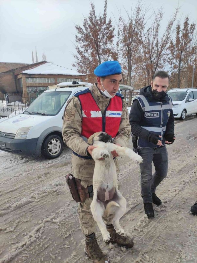 Güroymak Belediyesi sokak hayvanlarına sahip çıktı