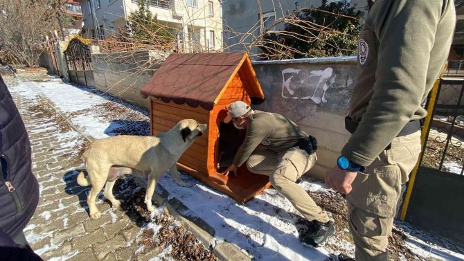 HAYDİ ekipleri yeni doğum yapan anne ve 4 yavru köpeğe sahip çıktı