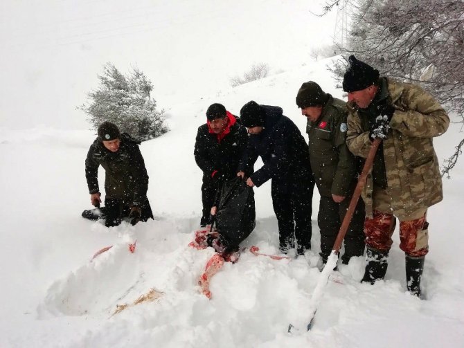 Yoğun kar yağışında yaban hayvanları unutulmadı