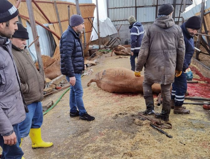 Çiftlik çöktü, 22 büyükbaş hayvan telef oldu