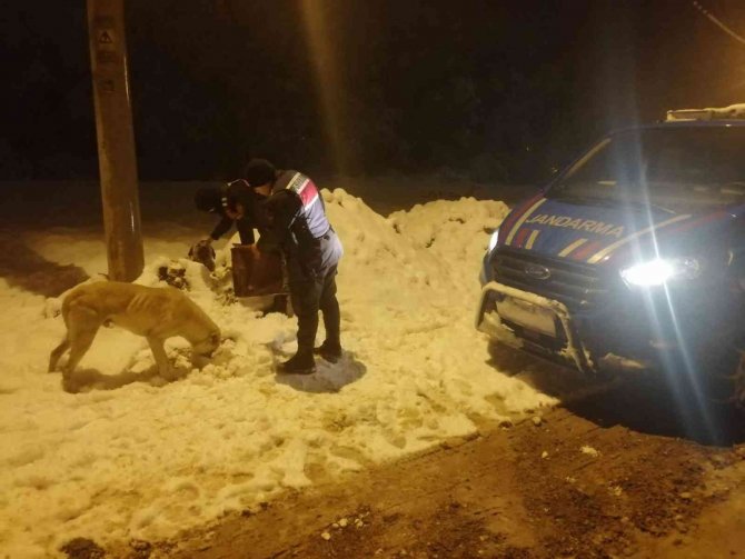 Jandarma ekipleri sokak hayvanları için doğaya mama bıraktı