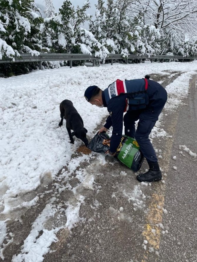 Jandarma ekipleri sokak hayvanları için doğaya mama bıraktı