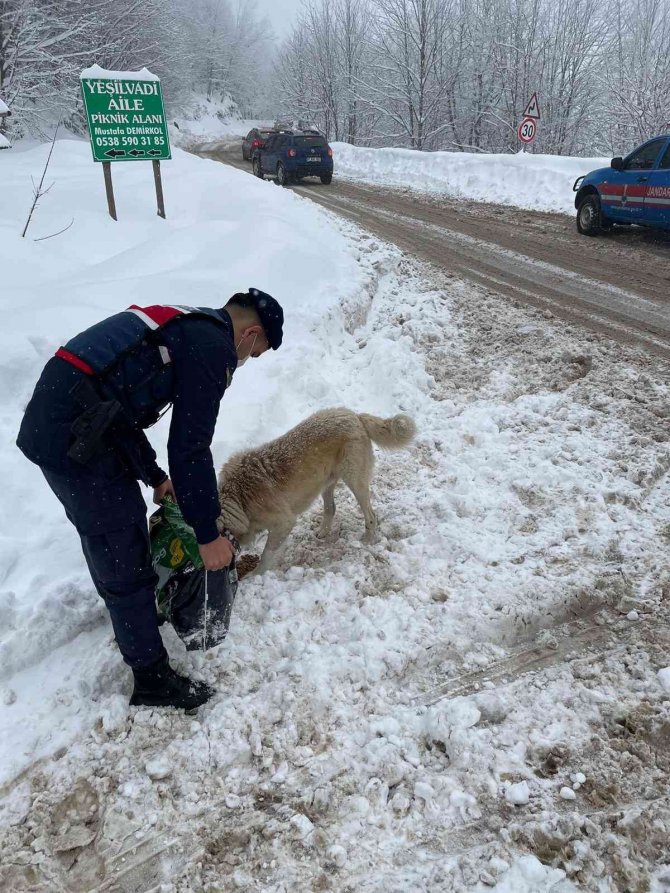 Jandarma ekipleri sokak hayvanları için doğaya mama bıraktı