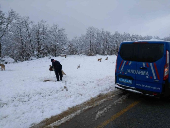 Jandarma ekipleri sokak hayvanları için doğaya mama bıraktı