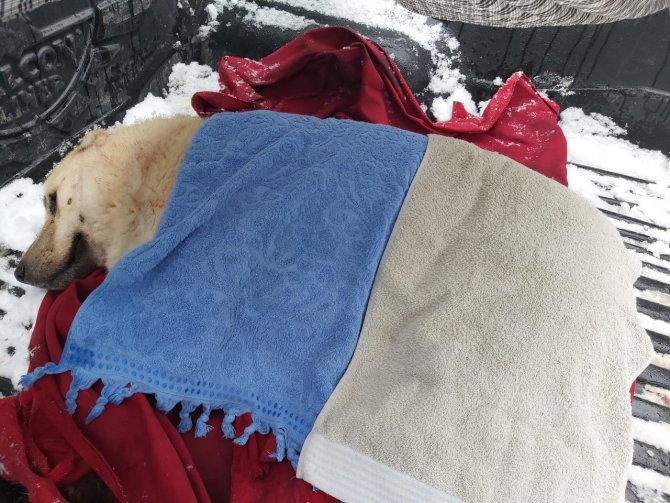 Karda yaralı halde bulunan Köpek’e jandarma şefkati
