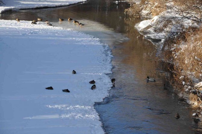 Kars’ta aç kalan yaban ördekleri Kars Çayı’nı mesken tuttu