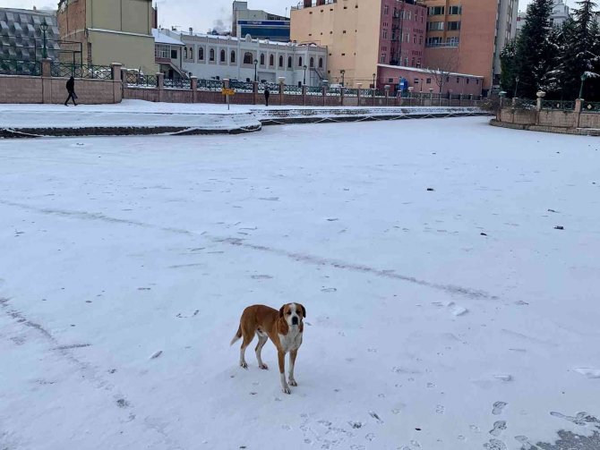 Sokak köpeğinin keyifli gezintisi