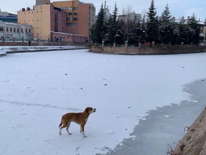 Sokak köpeğinin keyifli gezintisi