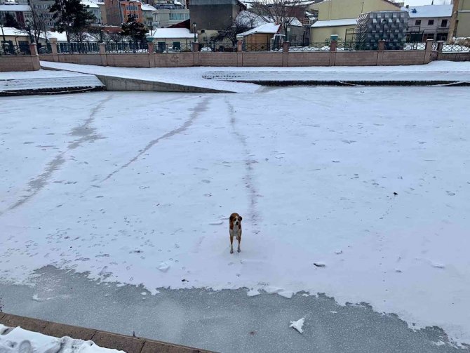 Sokak köpeğinin keyifli gezintisi