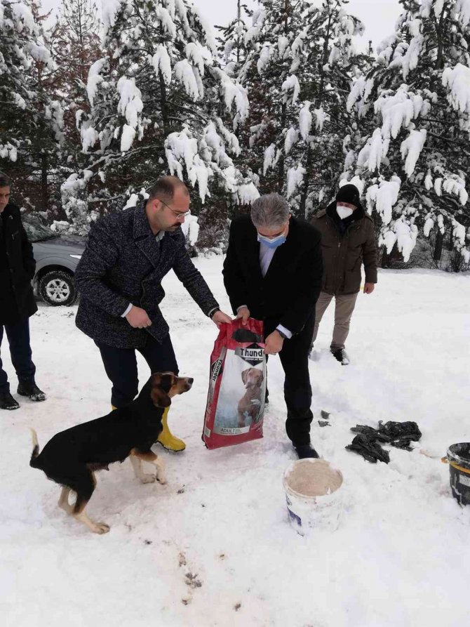 Tosya’da sokak hayvanları unutulmadı