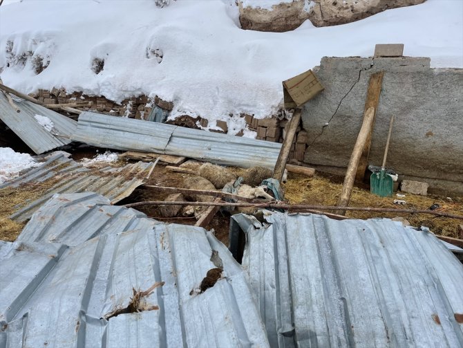 Aksaray'da ağılın çatısı çöktü, 30 koyun telef oldu