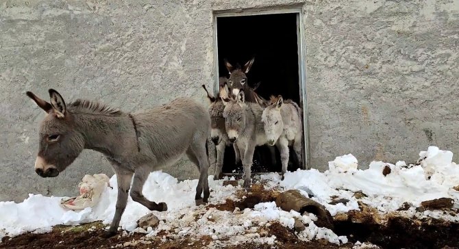 Bingöl’de kışın başıboş bırakılan eşekler kiralanan hana yerleştirildi