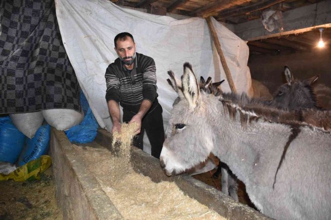 Bingöl’de kışın başıboş bırakılan eşekler kiralanan hana yerleştirildi