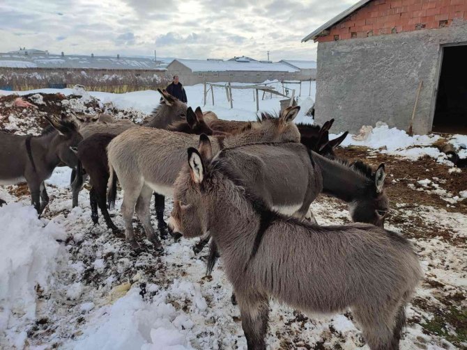 Bingöl’de kışın başıboş bırakılan eşekler kiralanan hana yerleştirildi