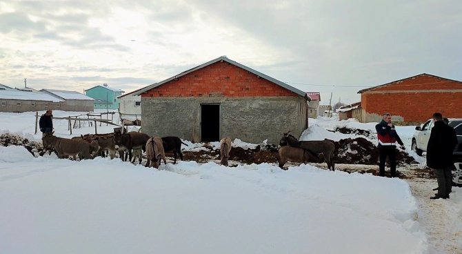 Bingöl’de kışın başıboş bırakılan eşekler kiralanan hana yerleştirildi