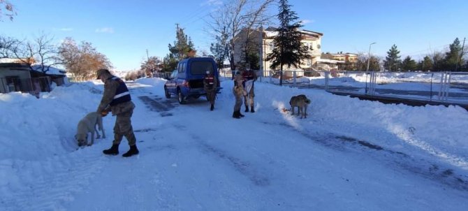 Jandarma sokak hayvanlarını unutmadı