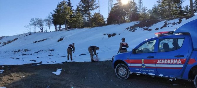 Jandarma sokak hayvanlarını unutmadı