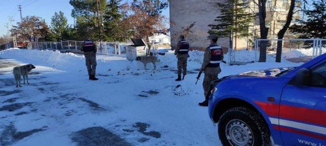 Jandarma sokak hayvanlarını unutmadı