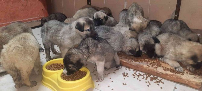 63 yavru köpek son anda ölümden kurtarıldı