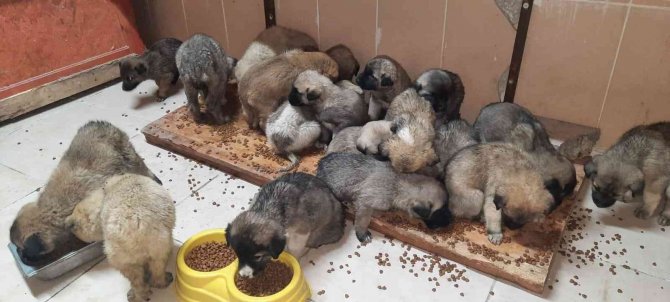 63 yavru köpek son anda ölümden kurtarıldı