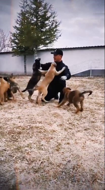 Jandarmanın görev köpekleri eğitimlerine devam ediyor