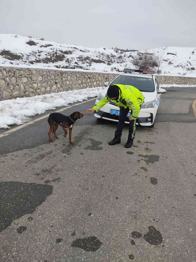 Polislerin dikkati yaralı köpeğin hayatını kurtardı