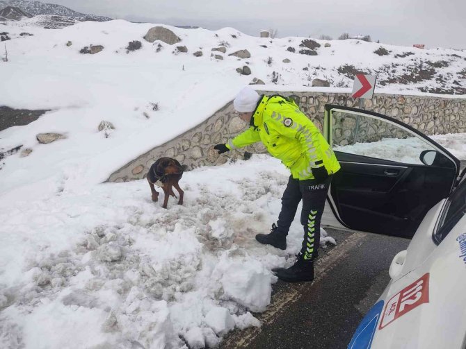 Polislerin dikkati yaralı köpeğin hayatını kurtardı