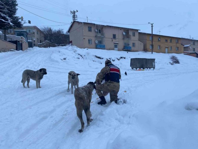 Tunceli’de sokak hayvanlarına Mehmetçik şefkati