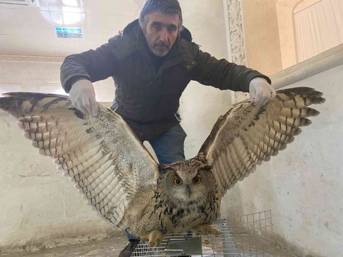 Yaralı halde bulunan dev baykuş tedavi altına alındı