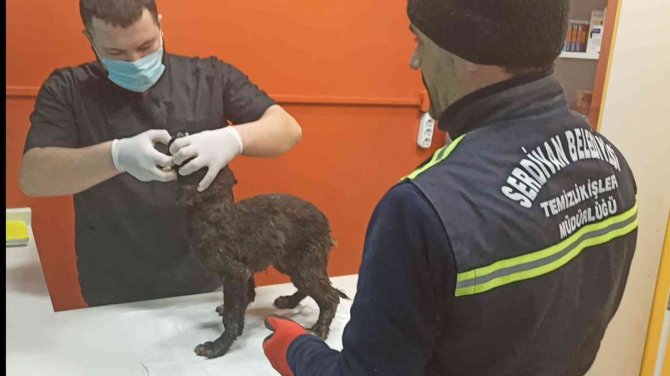 Yavru köpek donmaktan kurtarıldı