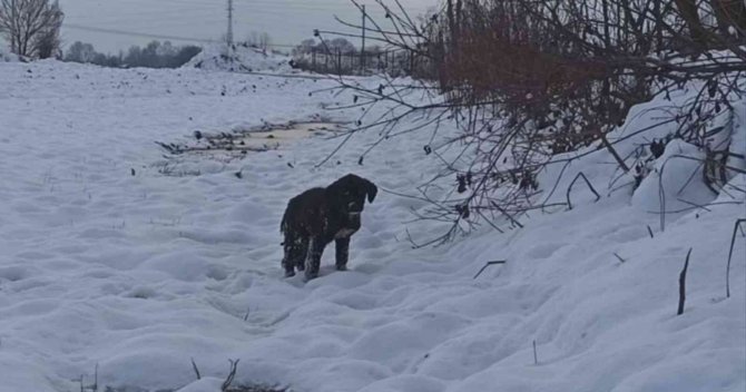 Yavru köpek donmaktan kurtarıldı