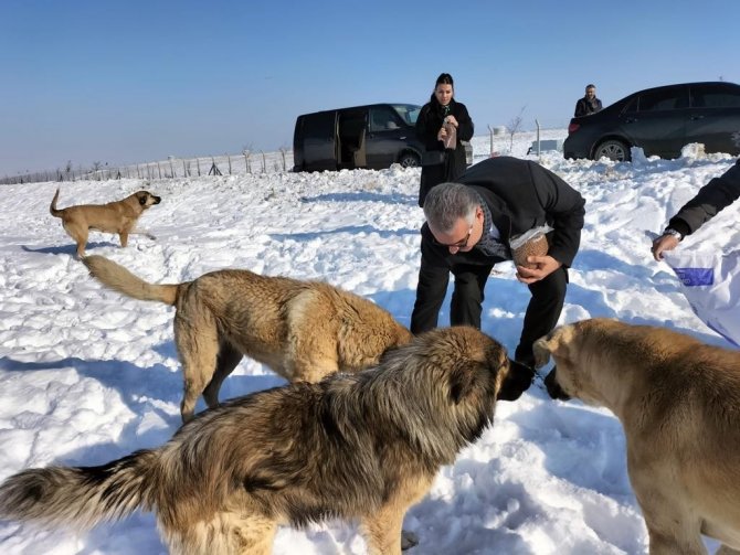 AK Parti’den yaban hayatı için doğaya yem