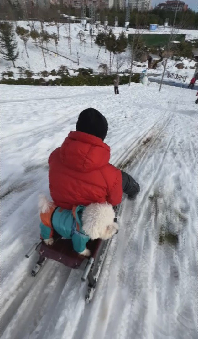 İstanbul’da köpeğin karda kayak keyfi