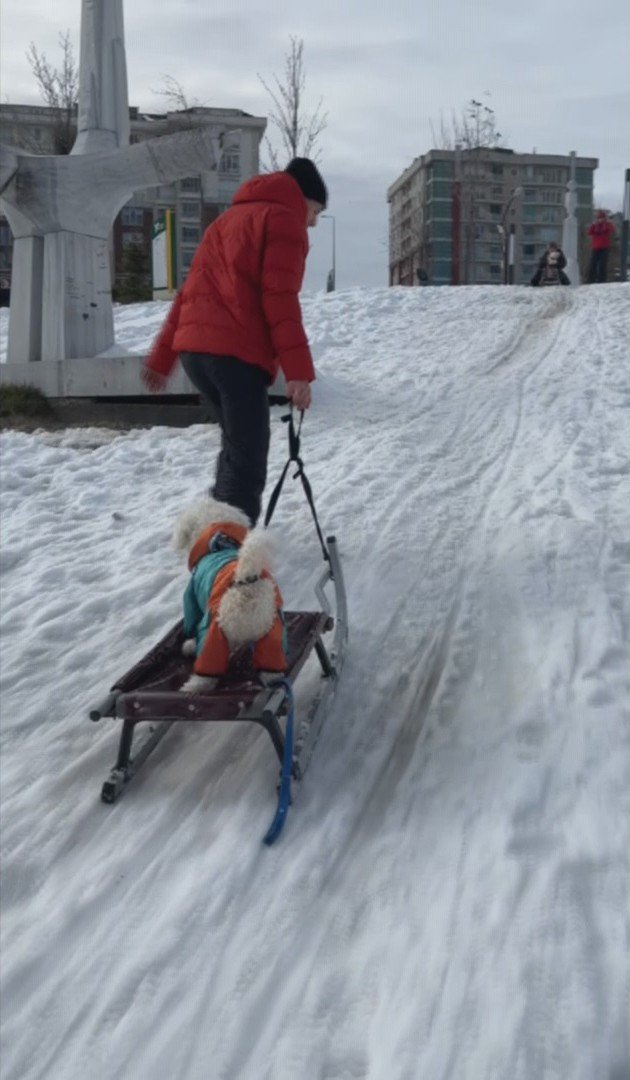 İstanbul’da köpeğin karda kayak keyfi