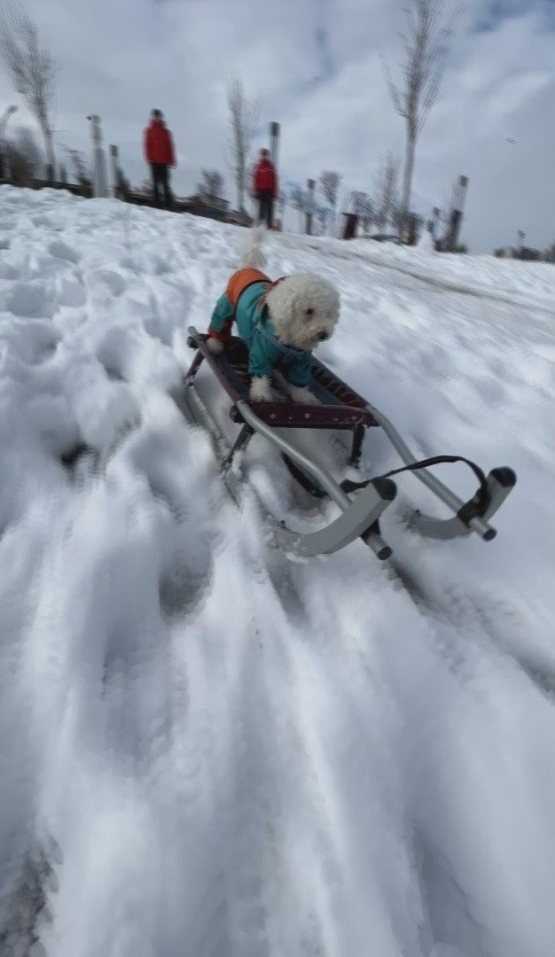 İstanbul’da köpeğin karda kayak keyfi