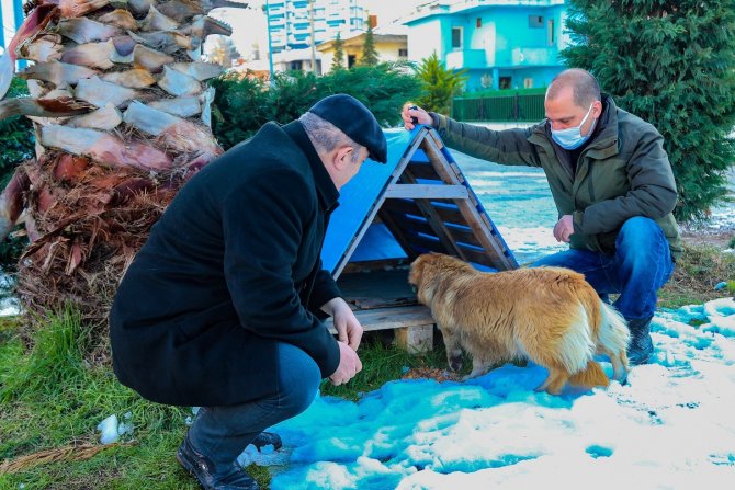 Sokak hayvanlarına sıcak yuva