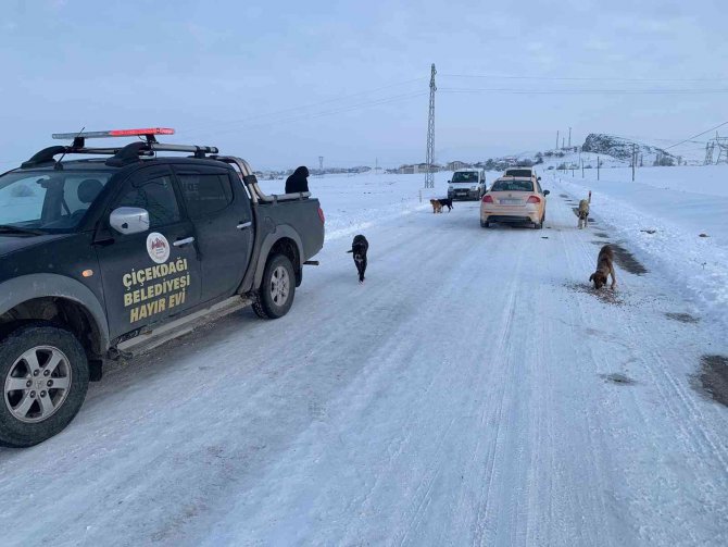 Sokak köpeklerini soğuk havada zehirleyip ölüme terk ettiler