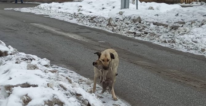 Yaramaz yavru köpeğe anne şefkati